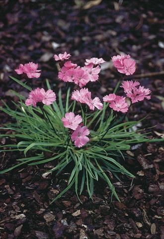 Photo de variété de fleurs à utiliser comme: Pot et Plante à massif Dianthus carthusianorum Ruperts Pink