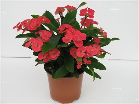 Photo de variété de fleurs à utiliser comme: Pot Euphorbia x martinii Kronos