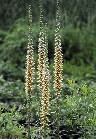 Photo de variété de fleurs à utiliser comme: Plante à massif/ plante de bordure Digitalis ferruginea Gigantea Gelber Herold