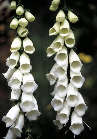 Photo de variété de fleurs à utiliser comme: Plante à massif/ plante de bordure Digitalis purpurea Snow Thimble