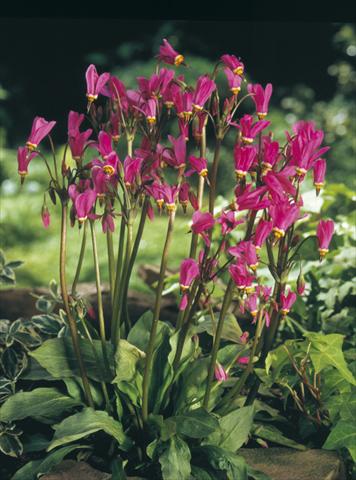 Photo de variété de fleurs à utiliser comme: Plante à massif/ plante de bordure Dodecatheon tetrandrum Rotlicht