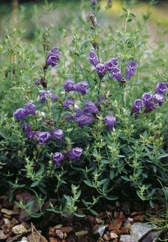 Photo de variété de fleurs à utiliser comme: Plante à massif/ plante de bordure Draocephalum peregrinum Blue Dragon