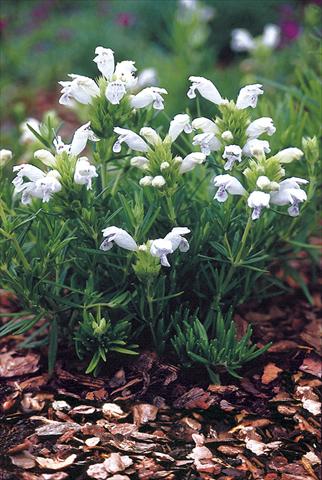 Photo de variété de fleurs à utiliser comme: Plante à massif/ plante de bordure Draocephalum argunense Fuji White
