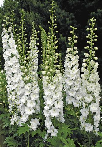 Photo de variété de fleurs à utiliser comme: Plante à massif/ plante de bordure Delphinium elatum New Millennium Series Innocence