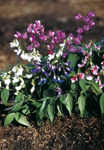 Photo de variété de fleurs à utiliser comme: Pot, Plante à massif, patio Lathyrus vernus Rainbow