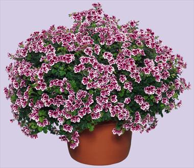 Photo de variété de fleurs à utiliser comme: Patio, Suspension Pelargonium crispum Angeleyes Randy