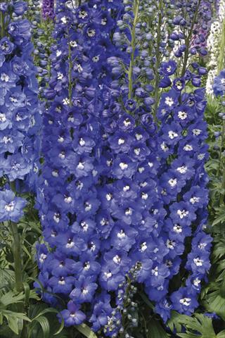 Photo de variété de fleurs à utiliser comme: Plante à massif/ plante de bordure Delphinium elatum New Millennium Series Royal Aspirations