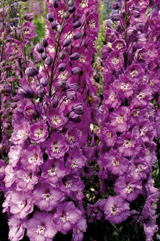 Photo de variété de fleurs à utiliser comme: Plante à massif/ plante de bordure Delphinium elatum New Millennium Series Sweethearts