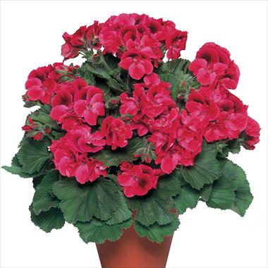 Photo de variété de fleurs à utiliser comme: Pot Pelargonium grandiflorum pac® Aristo® Claret