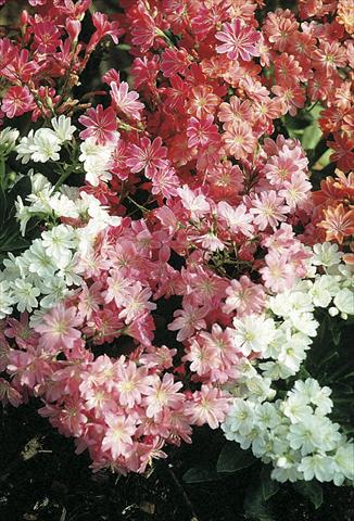 Photo de variété de fleurs à utiliser comme: Pot et Plante à massif Lewisia cotyledon Regenbogen (Rainbow)