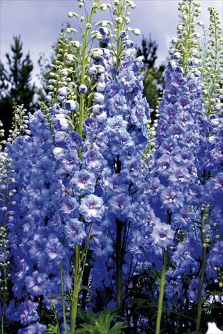 Photo de variété de fleurs à utiliser comme: Plante à massif/ plante de bordure Delphinium elatum New Millennium Series Blue Lace