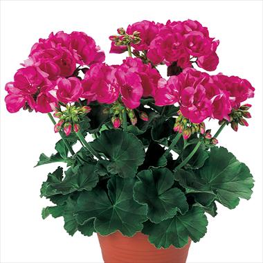 Photo de variété de fleurs à utiliser comme: Patio, pot Pelargonium zonale pac® Shocking Pink