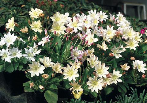 Photo de variété de fleurs à utiliser comme: Plante à massif/ plante de bordure Lewisia tweedyi Lovedream