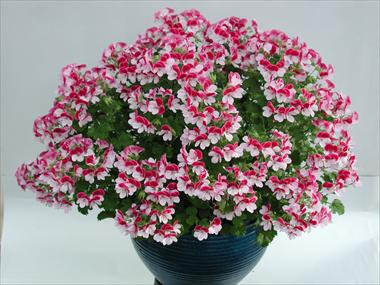 Photo de variété de fleurs à utiliser comme: Patio, Suspension Pelargonium crispum Angeleyes Bicolor