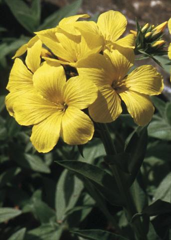 Photo de variété de fleurs à utiliser comme: Plante à massif/ plante de bordure Linaria aeruginea Gemmels Strain