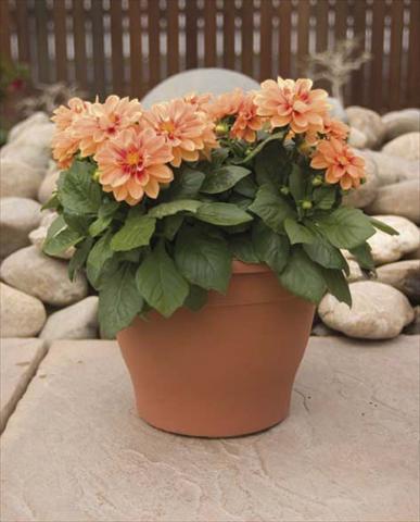 Photo de variété de fleurs à utiliser comme: Pot, Plante à massif, patio, Suspension Dahlia Dali Bronze