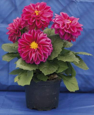 Photo de variété de fleurs à utiliser comme: Pot, Plante à massif, patio, Suspension Dahlia Dali Rose