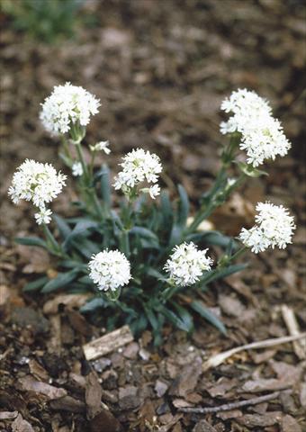 Photo de variété de fleurs à utiliser comme: Plante à massif/ plante de bordure Lychnis alpina Snow Flurry