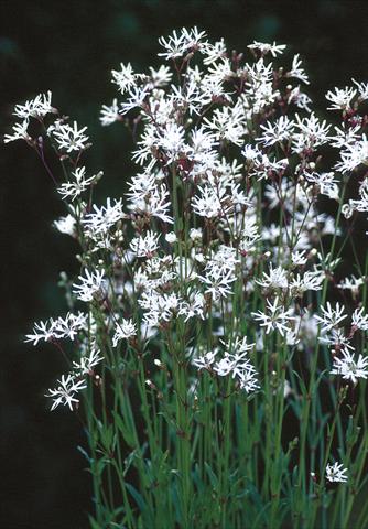 Photo de variété de fleurs à utiliser comme: Plante à massif/ plante de bordure Lychnis flos-cuculi White Robin