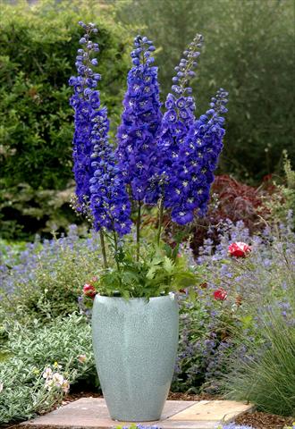 Photo de variété de fleurs à utiliser comme: Plante à massif/ plante de bordure Delphinium x cultorum Centurion Royal Purple F1