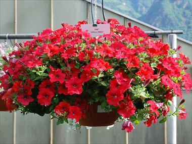 Photo de variété de fleurs à utiliser comme: Pot, patio, Suspension Petunia pendula Chilli Red