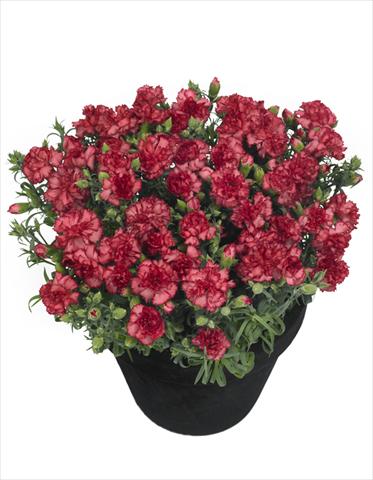 Photo de variété de fleurs à utiliser comme: Pot Dianthus Lahana