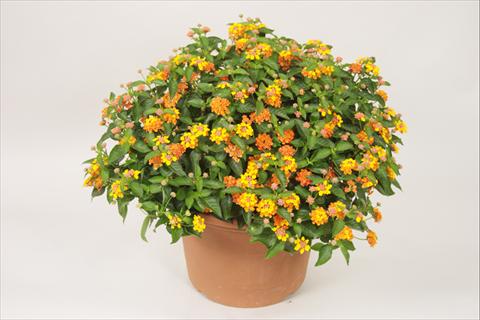 Photo de variété de fleurs à utiliser comme: Pot et Plante à massif Lantana camara Bandana® Orange Sunrise