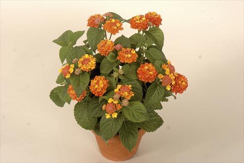 Photo de variété de fleurs à utiliser comme: Pot et Plante à massif Lantana camara Bandana® Red