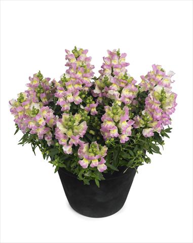 Photo de variété de fleurs à utiliser comme: Suspension / pot Antirrhinum majus Diana Lilac Yellow