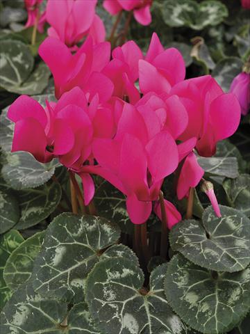Photo de variété de fleurs à utiliser comme: Pot, Plante à massif, patio Cyclamen persicum Laser Fuchsia Imp