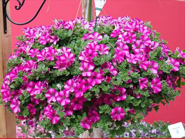 Photo de variété de fleurs à utiliser comme: Pot, patio, Suspension Petunia Supertunia™ Raspberry Blast