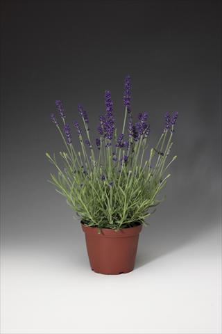 Photo de variété de fleurs à utiliser comme: Pot et Plante à massif Lavandula angustifolia AromaticoT Blue