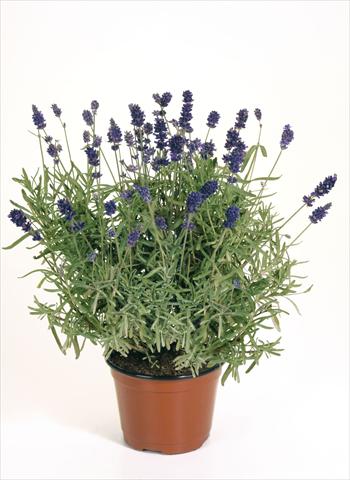 Photo de variété de fleurs à utiliser comme: Pot, Plante à massif, patio Lavandula angustifolia Lavandula Hidcote