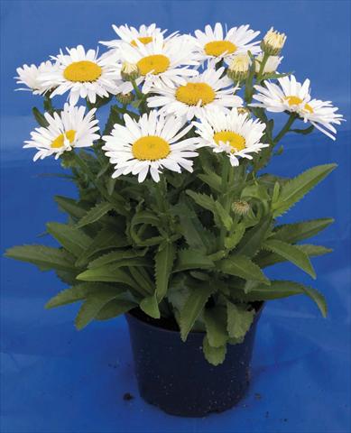 Photo de variété de fleurs à utiliser comme: Pot et Plante à massif Leucanthemum Lacrosse