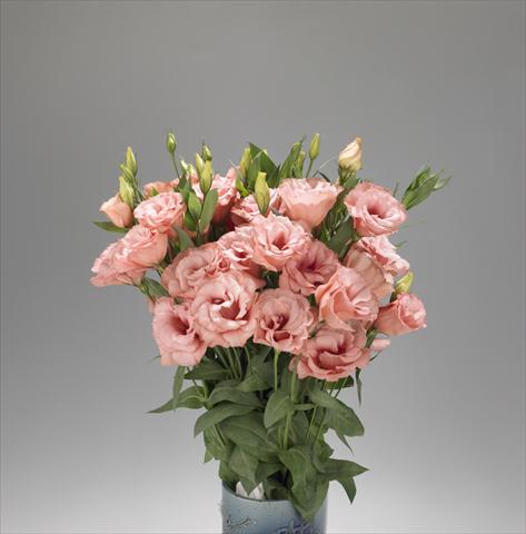 Photo de variété de fleurs à utiliser comme: Fleur coupée Lisianthus (Eustoma rusellianum) Super Magic Apricot 668