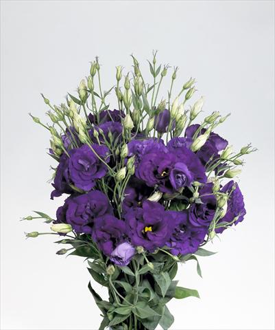 Photo de variété de fleurs à utiliser comme: Fleur coupée Lisianthus (Eustoma rusellianum) Super Magic Deep Blue 752