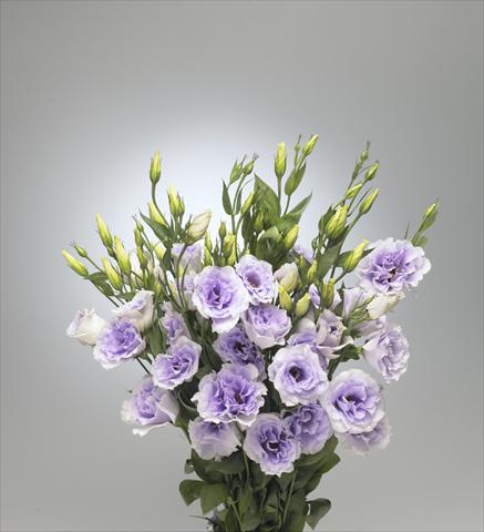 Photo de variété de fleurs à utiliser comme: Fleur coupée Lisianthus (Eustoma rusellianum) Super Magic Lavender 696