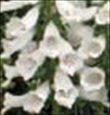 Photo de variété de fleurs à utiliser comme: Pot et Plante à massif Digitalis purpurea Dalmatian F1 White