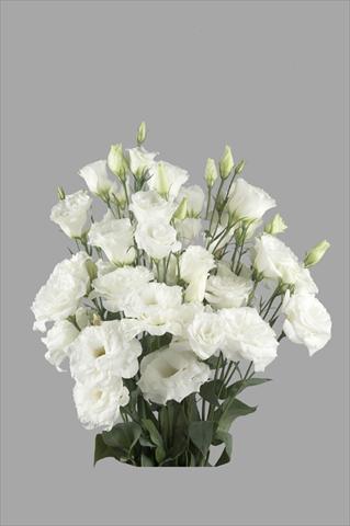 Photo de variété de fleurs à utiliser comme: Fleur coupée Lisianthus (Eustoma rusellianum) Super Magic White 791