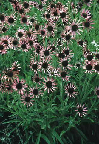 Photo de variété de fleurs à utiliser comme: Plante à massif/ plante de bordure Echinacea tennesseensis Rocky Top Hybr.