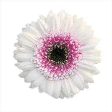 Photo de variété de fleurs à utiliser comme: Fleur coupée Gerbera jamesonii Mon Amour