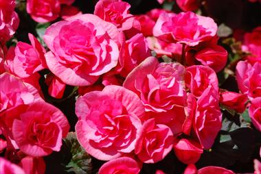 Photo de variété de fleurs à utiliser comme: Pot et Plante à massif Begonia Solenia Light Pink