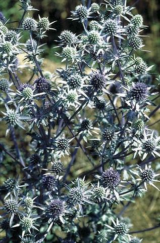 Photo de variété de fleurs à utiliser comme: Plante à massif/ plante de bordure Eryngium planum Blaukappe (Blue Cap)