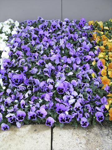 Photo de variété de fleurs à utiliser comme: Pot et Plante à massif Viola wittrockiana Earlyflorian