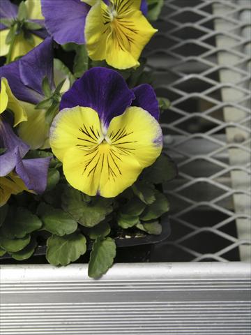 Photo de variété de fleurs à utiliser comme: Pot et Plante à massif Viola wittrockiana Earlyflorian Morpheus