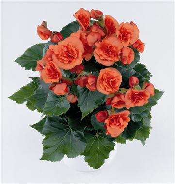 Photo de variété de fleurs à utiliser comme: Patio, Plante à massif Begonia Solenia Orange
