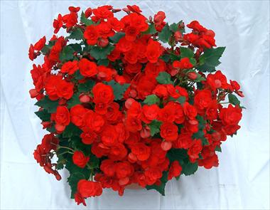 Photo de variété de fleurs à utiliser comme: Patio, Plante à massif Begonia Solenia Red Improved