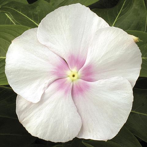 Photo de variété de fleurs à utiliser comme: Pot, Plante à massif, patio, Suspension Catharanthus roseus - Vinca Vitesse Blush