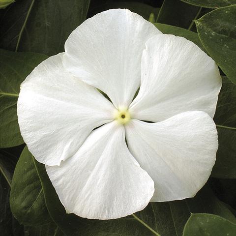 Photo de variété de fleurs à utiliser comme: Pot, Plante à massif, patio, Suspension Catharanthus roseus - Vinca Vitesse White