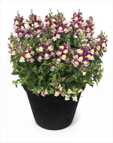 Photo de variété de fleurs à utiliser comme: Suspension / pot Antirrhinum majus Florini Diana Amour
